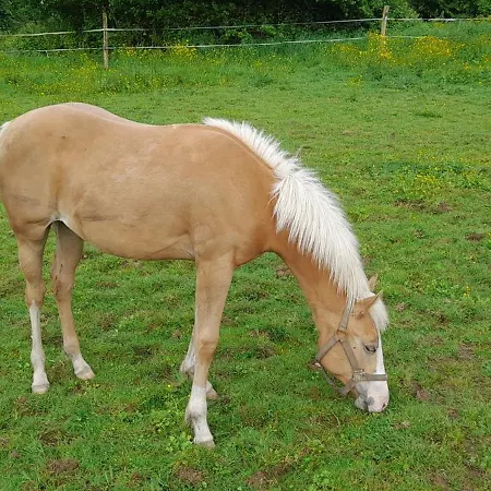 Ferienhaus ô Pré'vert *